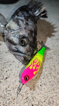 クロソイの釣果