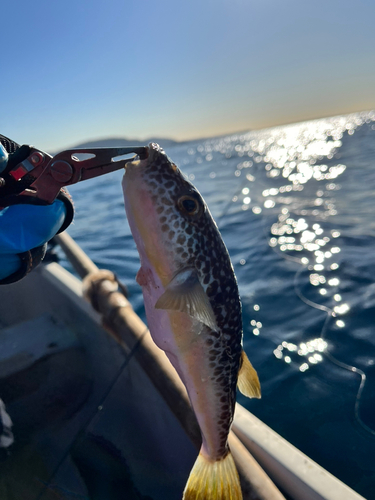 ショウサイフグの釣果