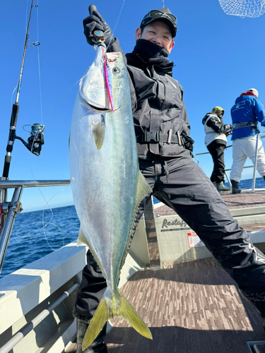 ブリの釣果