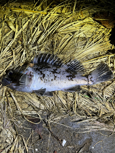 クロソイの釣果