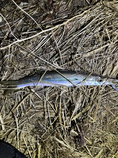 カマスの釣果