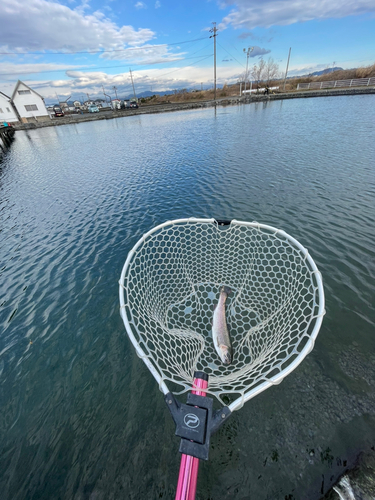 ニジマスの釣果