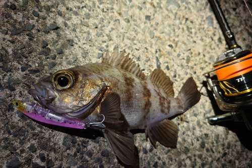 シロメバルの釣果