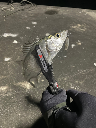 セイゴ（マルスズキ）の釣果