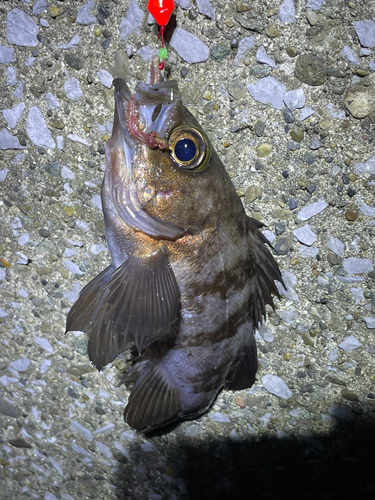 シロメバルの釣果