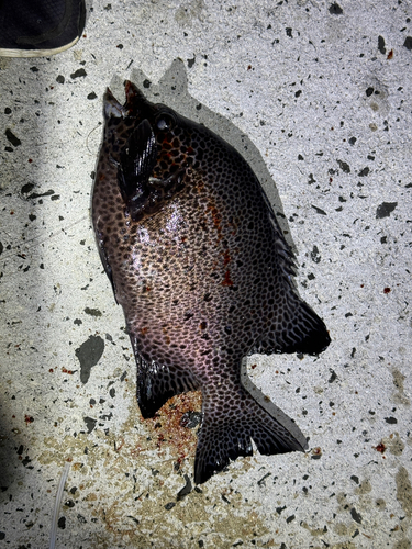 イシガキダイの釣果