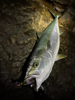 ワラサの釣果