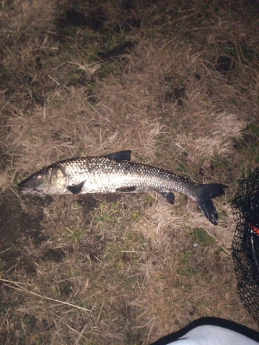 ニゴイの釣果