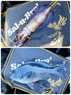 イシダイの釣果