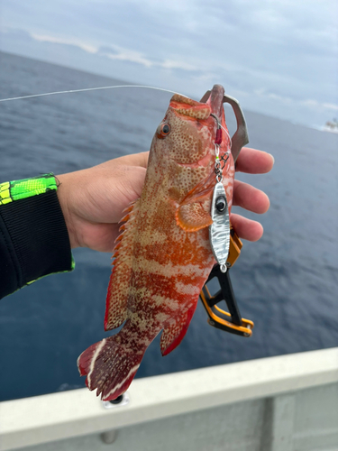 ニジハタの釣果