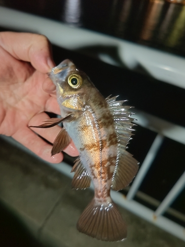 メバルの釣果