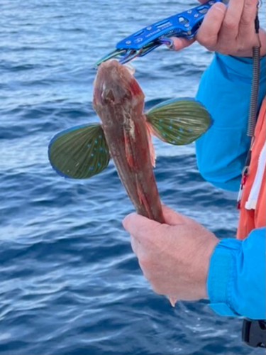 ホウボウの釣果