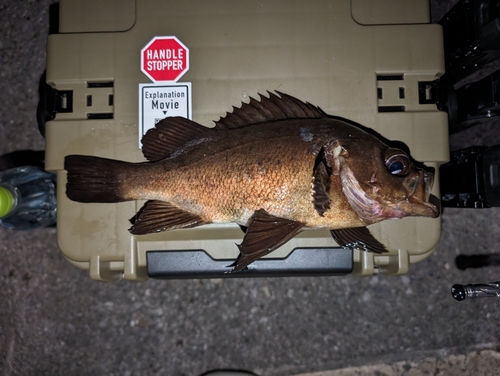 メバルの釣果