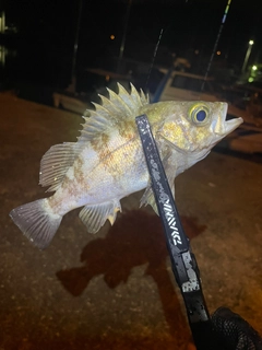 シロメバルの釣果