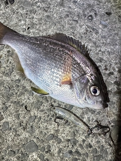 ウミタナゴの釣果