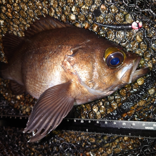 メバルの釣果