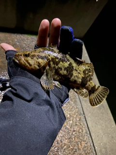 タケノコメバルの釣果