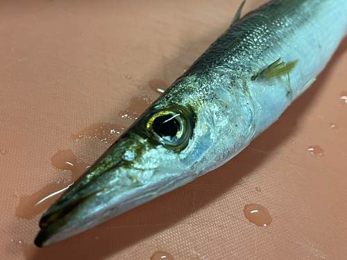 カマスの釣果