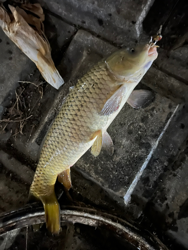 コイの釣果