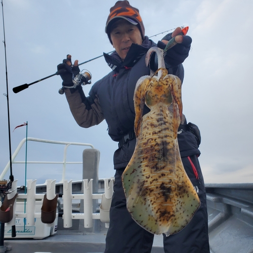 アオリイカの釣果