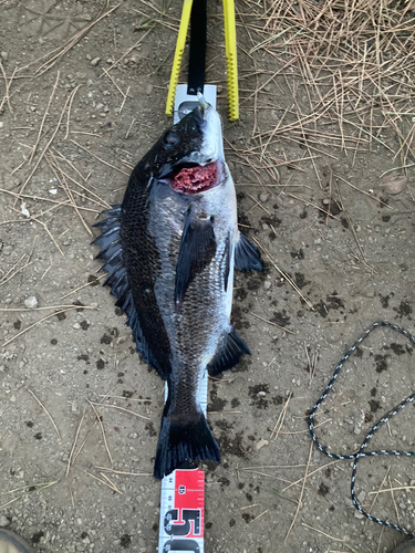 クロダイの釣果