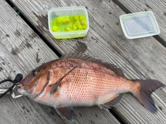 マダイの釣果