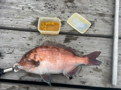 マダイの釣果