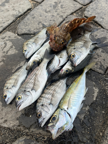 クロダイの釣果