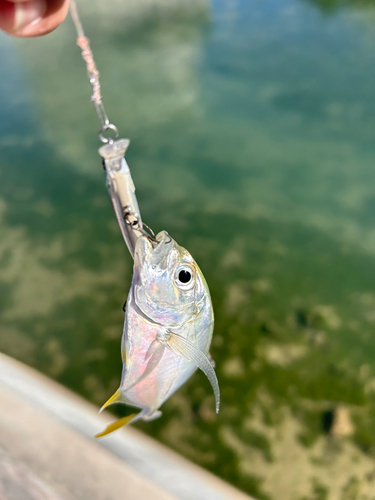 メッキの釣果