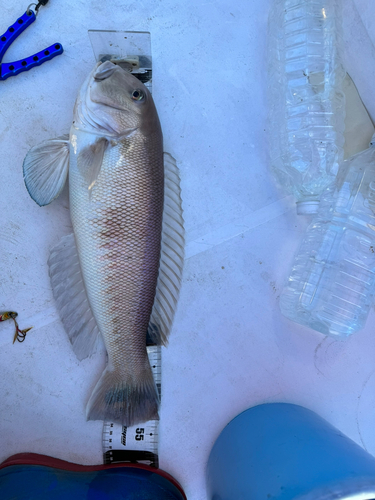 シロアマダイの釣果