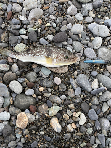 ショウサイフグの釣果