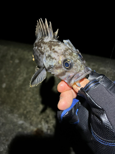 クロソイの釣果