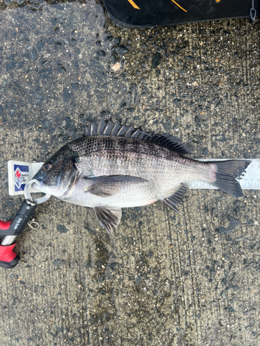 クロダイの釣果