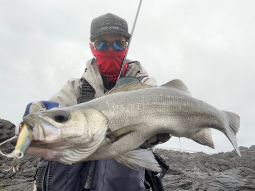 ヒラスズキの釣果