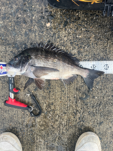 クロダイの釣果