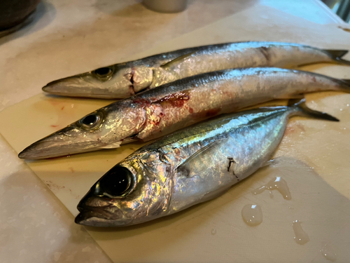 カマスの釣果