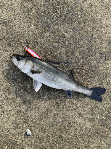 セイゴ（マルスズキ）の釣果