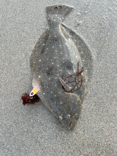 ヒラメの釣果