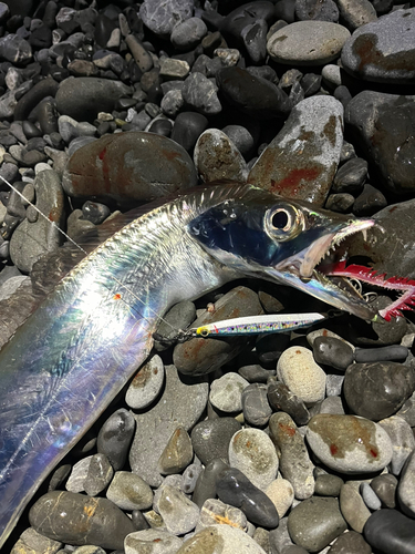 タチウオの釣果