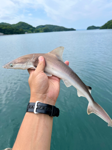 サメの釣果