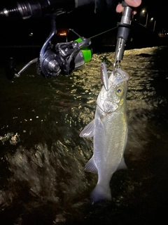 セイゴ（ヒラスズキ）の釣果