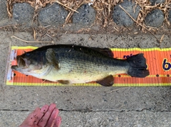 ブラックバスの釣果