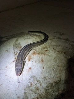 ダイナンアナゴの釣果