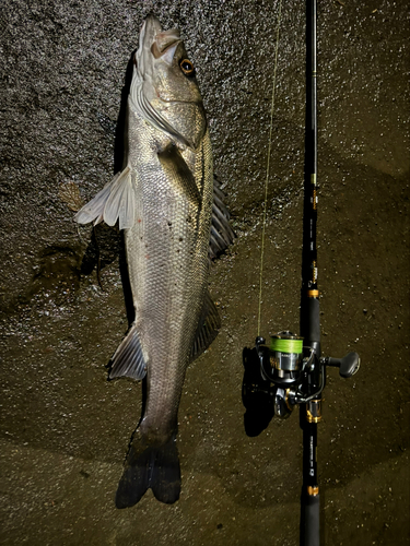 スズキの釣果