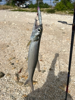 カライワシの釣果