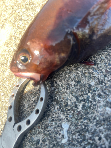 ドンコの釣果