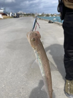 エソの釣果