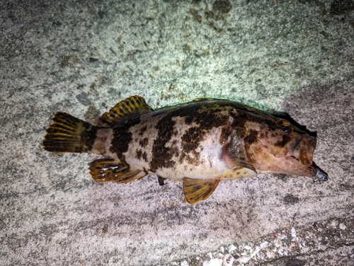 タケノコメバルの釣果