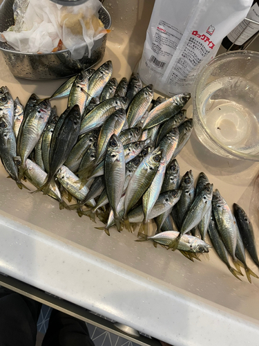 アジの釣果