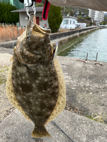 ヒラメの釣果